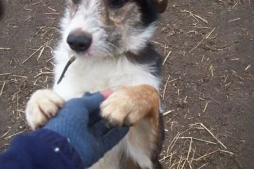 Fox szuka domu!,  łódzkie Tomaszów Mazowiecki