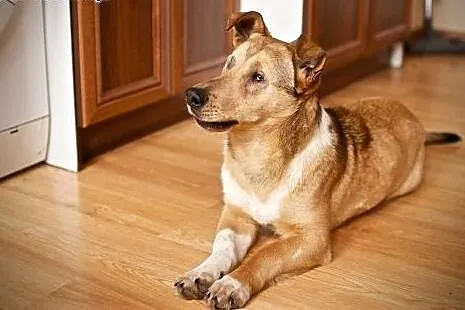 Baścik - mały, smypatyczny, młody - do adopcji ,  