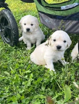 Most beautiful and outstanding Golden Retriever puppies ready to make a new family awe, , Kraczew