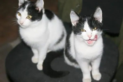 Porcelanka i Spotka do adopcji!!!!,  łódzkie Łódź