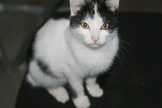Porcelanka i Spotka do adopcji!!!!,  łódzkie Łódź