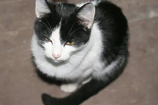 Porcelanka i Spotka do adopcji!!!!,  łódzkie Łódź