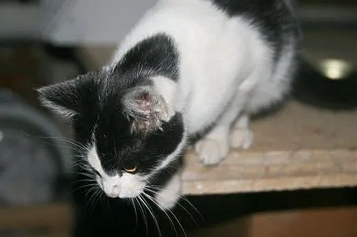 Porcelanka i Spotka do adopcji!!!!,  łódzkie Łódź