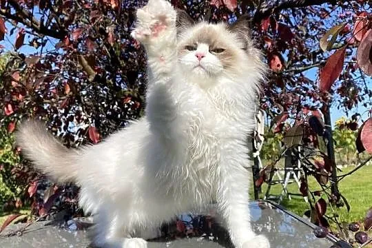 Piękny spokojny i mega puchaty kotek Ragdoll, Śląskie, Katowice