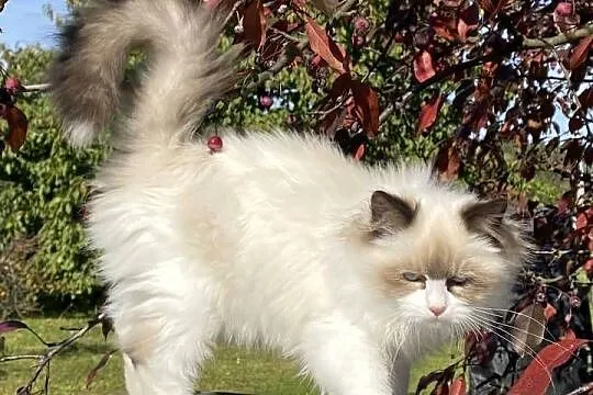 Piękny spokojny i mega puchaty kotek Ragdoll, Śląskie, Katowice
