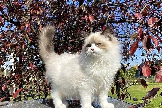 Piękny spokojny i mega puchaty kotek Ragdoll, Śląskie, Katowice