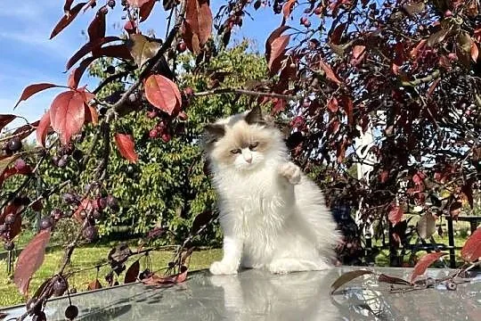 Piękny spokojny i mega puchaty kotek Ragdoll, Śląskie, Katowice