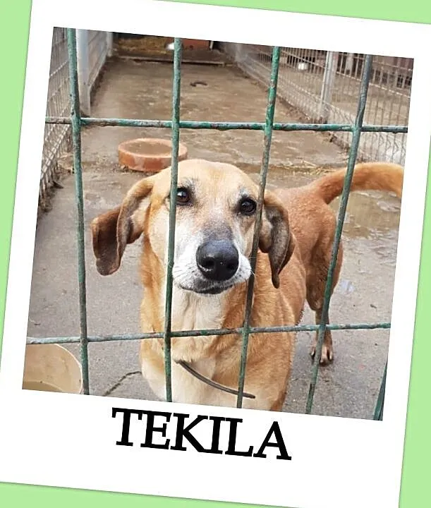 Niewielka,w typie jamnika,przekochana,łagodna,grzeczna,7 letnia sunia TEKILA.Adopcja., Śląskie, Katowice