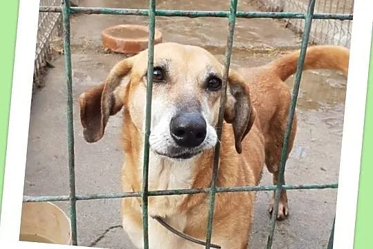 Niewielka,w typie jamnika,przekochana,łagodna,grzeczna,7 letnia sunia TEKILA.Adopcja., Śląskie, Katowice