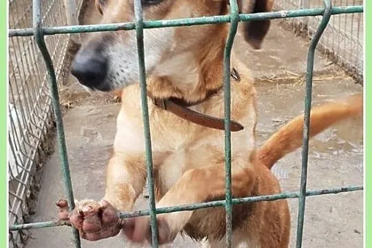 Niewielka,w typie jamnika,przekochana,łagodna,grzeczna,7 letnia sunia TEKILA.Adopcja., Śląskie, Katowice