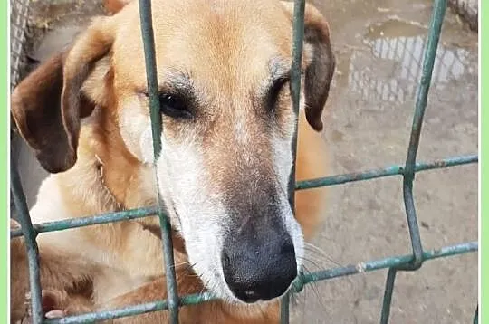 Niewielka,w typie jamnika,przekochana,łagodna,grzeczna,7 letnia sunia TEKILA.Adopcja., Śląskie, Katowice
