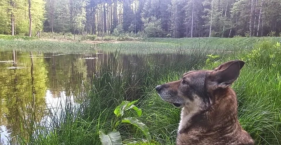 Szukamy domku dla naszego pieska
