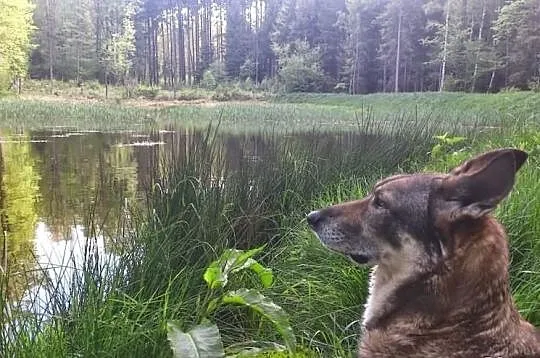Szukamy domku dla naszego pieska