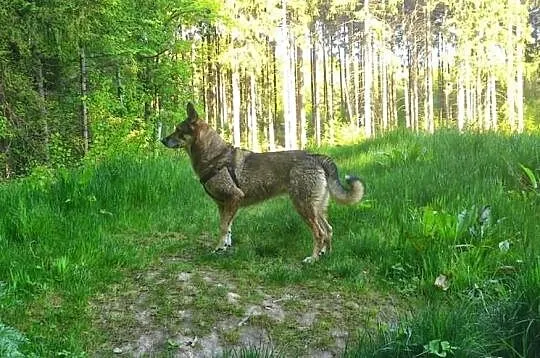 Szukamy domku dla naszego pieska