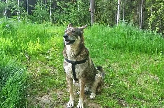 Szukamy domku dla naszego pieska
