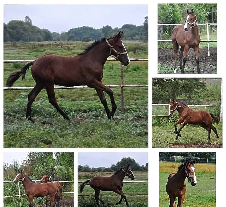 Ogierek, źrebak, odsadek małopolski, Mazowieckie, Mogielnica