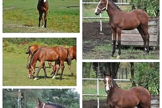 Ogierek, źrebak, odsadek małopolski, Mazowieckie, Mogielnica