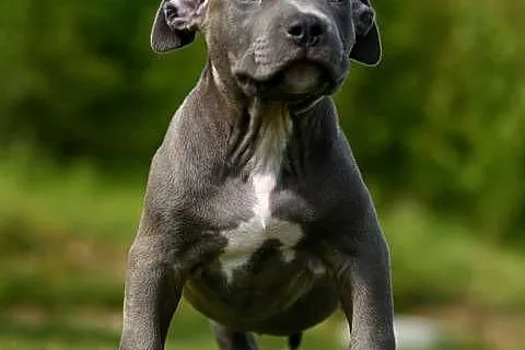 American Bully XL
