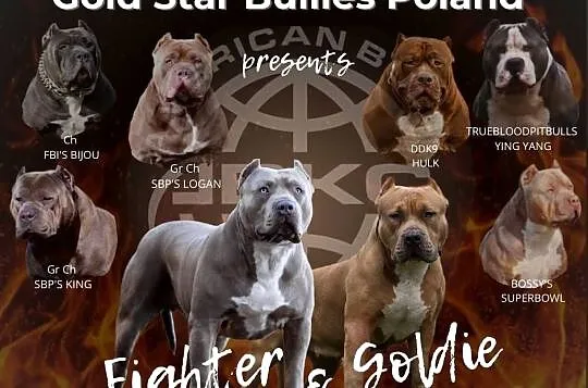American Bully XL, Pomorskie, Wejherowo