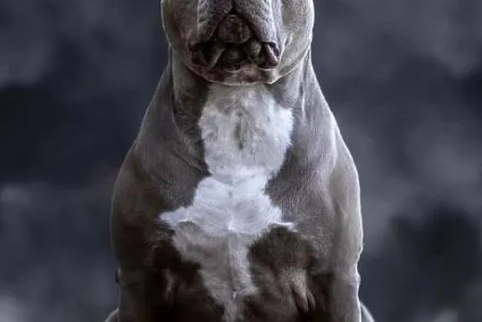 American Bully XL, Pomorskie, Wejherowo