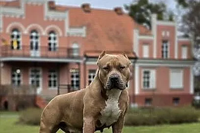 American Bully XL, Pomorskie, Wejherowo