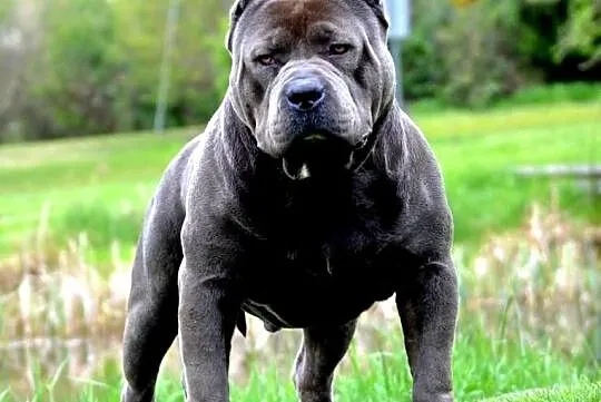 American Bully XL, Pomorskie, Wejherowo