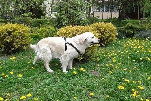 Goldenka Nutka szuka domu,  mazowieckie Warszawa