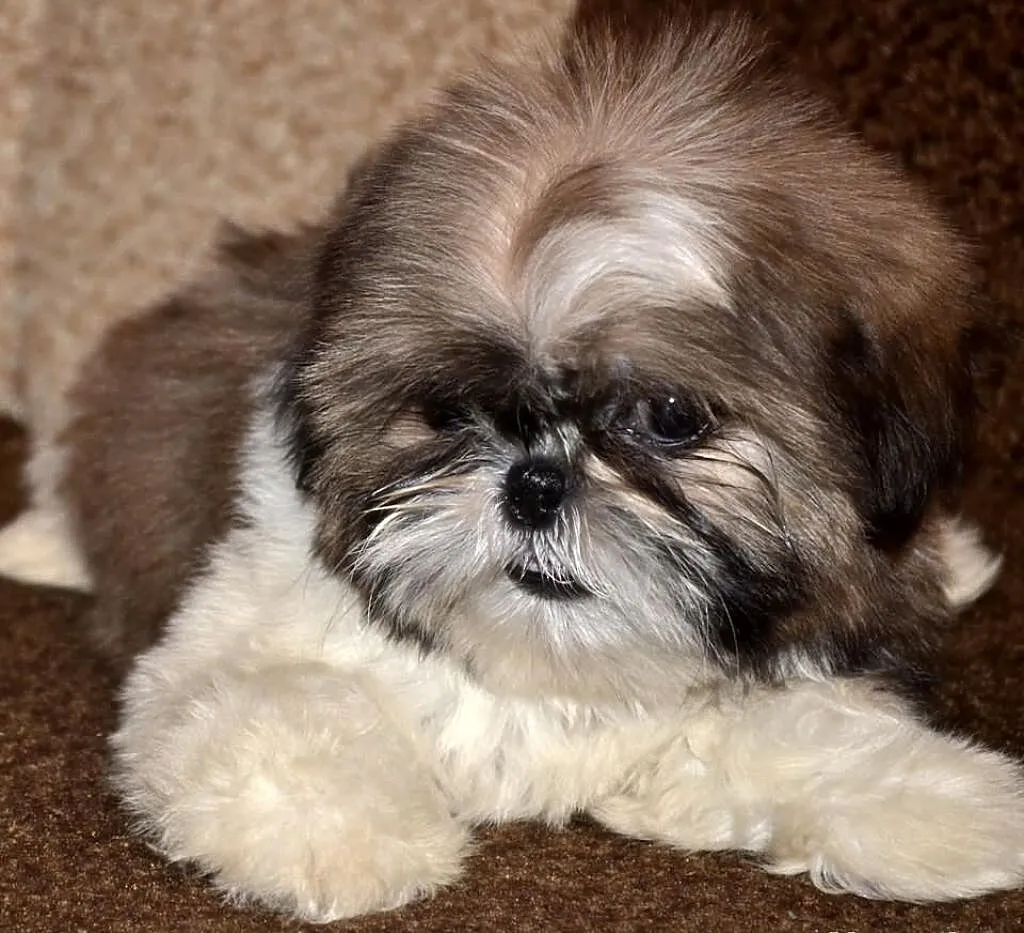 Śliczne suczki mini Shih tzu -4 pokoleniowy rodowó