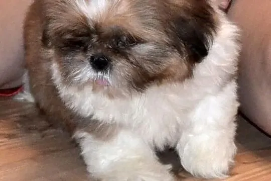 Śliczne suczki mini Shih tzu -4 pokoleniowy rodowó