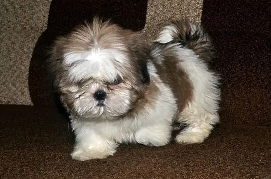 Śliczne suczki mini Shih tzu -4 pokoleniowy rodowó