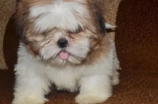 Śliczne suczki mini Shih tzu -4 pokoleniowy rodowó