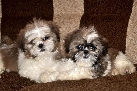 Śliczne suczki mini Shih tzu -4 pokoleniowy rodowó