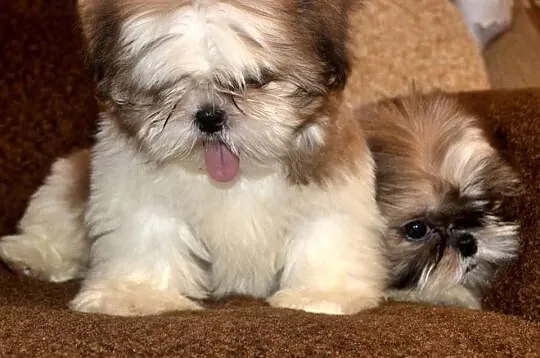Śliczne suczki mini Shih tzu -4 pokoleniowy rodowó