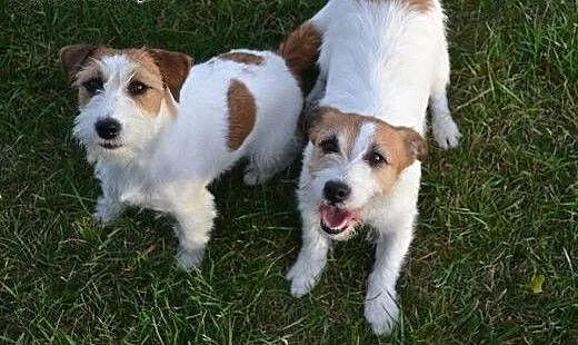 JACK RUSSELL TERRIER szczenięta( linia australijsk
