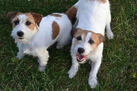 JACK RUSSELL TERRIER szczenięta( linia australijsk