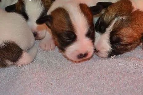 JACK RUSSELL TERRIER szczenięta( linia australijsk