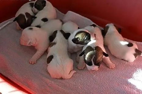 JACK RUSSELL TERRIER szczenięta( linia australijsk