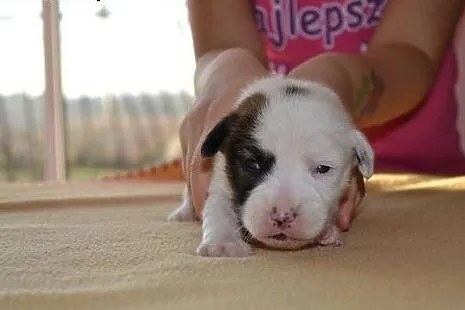 JACK RUSSELL TERRIER szczenięta( linia australijsk