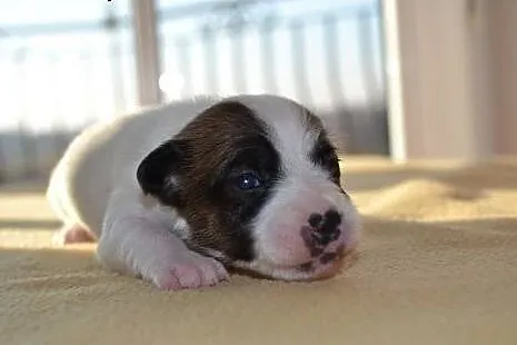 JACK RUSSELL TERRIER szczenięta( linia australijsk