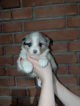 Suczka owczarek australijski blue merle po wzorcowych rodzicach, , Skalbmierz