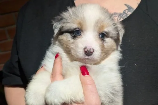 Suczka owczarek australijski blue merle po wzorcowych rodzicach