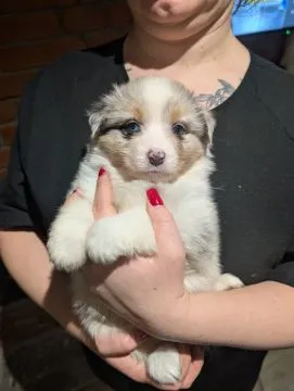 Suczka owczarek australijski blue merle po wzorcowych rodzicach, , Skalbmierz