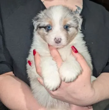 Suczka owczarek australijski blue merle po wzorcowych rodzicach, , Skalbmierz