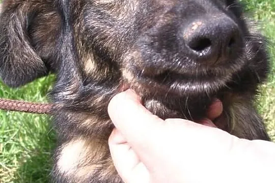 co z tego,że bura...? jest kochana! Gajunia szuka domu