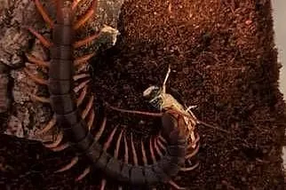 Skolopendra subspiniseps