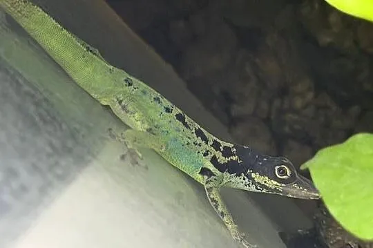 Anolis roquet summus 'macouba' Samiec
