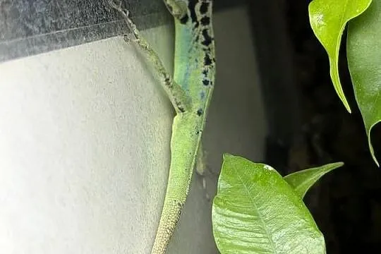 Anolis roquet summus 'macouba' Samiec, Śląskie, Sosnowiec