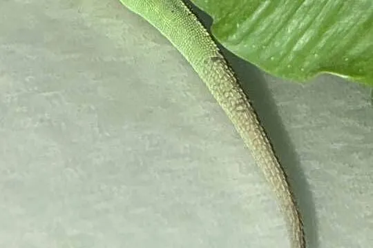 Anolis roquet summus 'macouba' Samiec, Śląskie, Sosnowiec