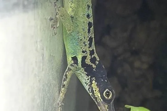 Anolis roquet summus 'macouba' Samiec, Śląskie, Sosnowiec
