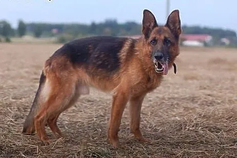Brego mądry, łagodny - prawdziwy OWCZAREK NIEMIECKI ADOPCJA,  Owczarek niemiecki cała Polska